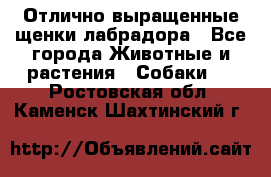 Отлично выращенные щенки лабрадора - Все города Животные и растения » Собаки   . Ростовская обл.,Каменск-Шахтинский г.